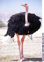 The Biblical Wildlife Reserve of Hai-Bar Yotvata is an animal lovers’ delight, featuring ostriches (top), white oryx (above) and ibexes (below) among others. Biblical reserve echoes Noah's 'two by two'