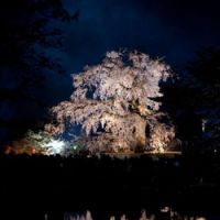 Double take: Kyoto\'s famous shidare zakura (weeping cherry tree) in Maruyama Park (top). Above: Blossoms tussle at Meguro River. | PERRIN LINDELAUF; &#169; Y. SHIMIZU / &#169; JNTO