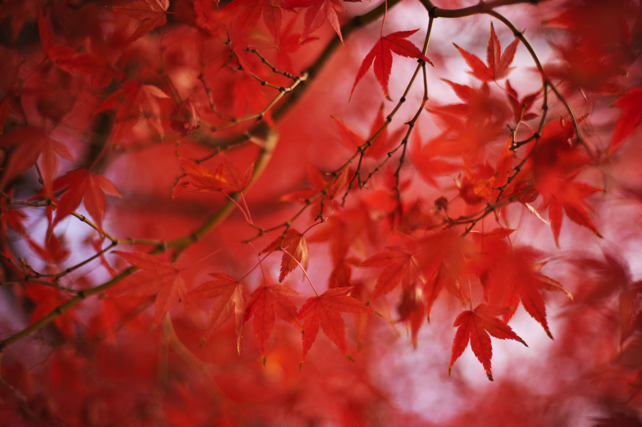 Local color: momiji (Japanese maple) in its fall glory on Mount Takao. | SKYE HOHMANN PHOTOS