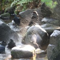 Birds\' bath: Cleanliness to crow about in a stream flowing through Kitanomaru Koen. | DWANGO CO.