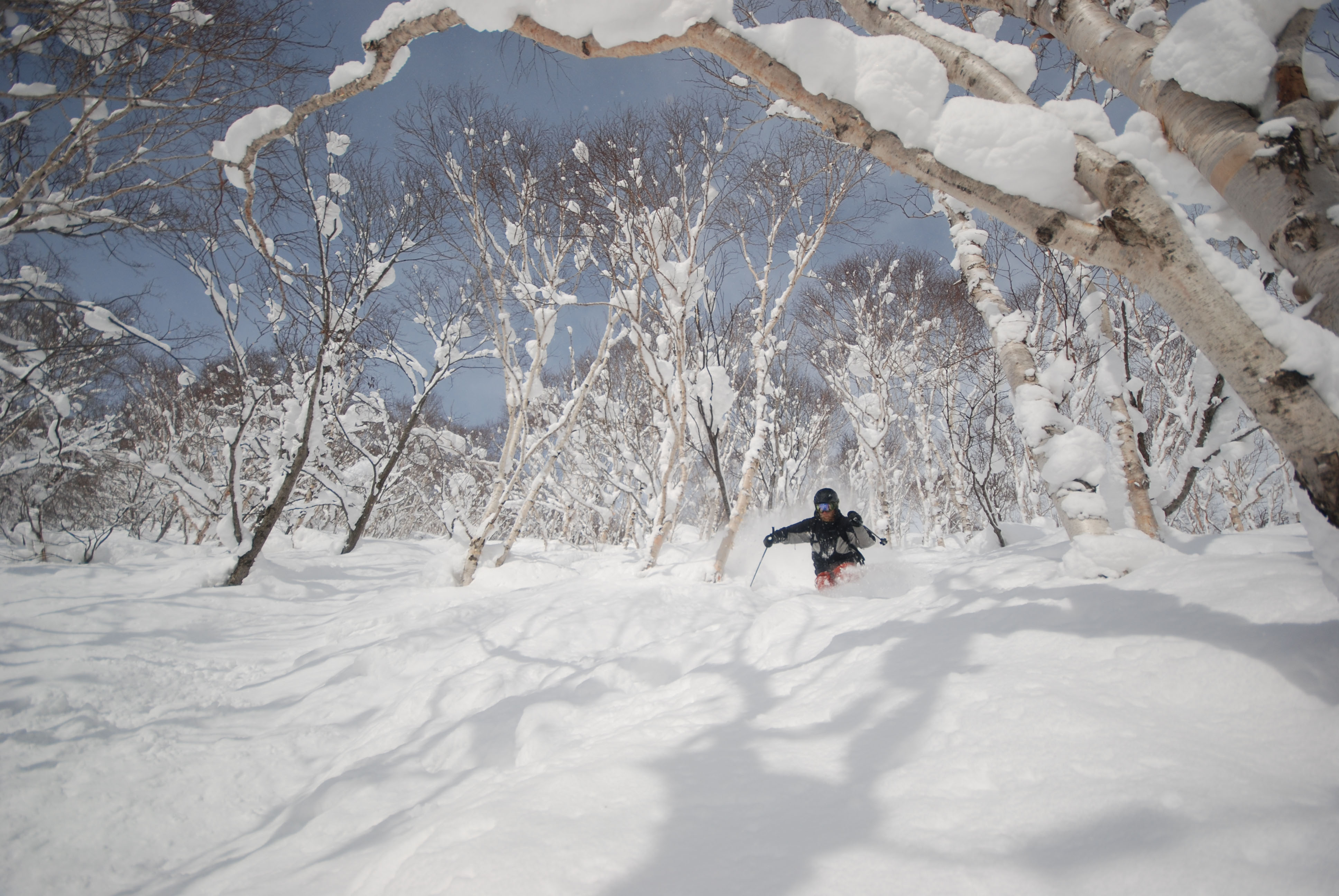 Call Of The Powder Sublime Snow In Japan The Japan Times in Incredible  how to ski powder in trees intended for The house