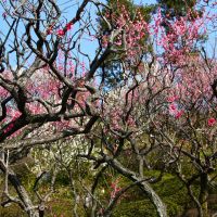 Flower power: Plum blossoms, so moving in their beauty, at Ikegami Baien Garden. | KIT NAGAMURA PHOTOS