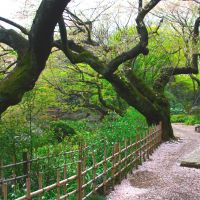 Nanushi-no-Taki Park with a carpet of cherry blossoms. | WINIFRED BIRD