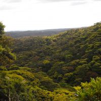 Fifty shades of green: The Yanbaru is one of the richest ecosystems on the planet, and also home to Okinawa\'s largest U.S. military installation, the Jungle Warfare Training Center. | JON MITCHELL PHOTOS