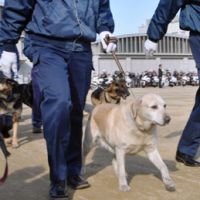 Power of persevering: Labrador retriever Kinako takes part in a ceremony marking her debut as a police dog at a police academy in Takamatsu, Kagawa Prefecture, on Thursday. | KYODO PHOTO