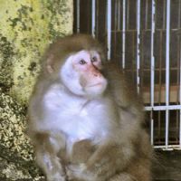 Monkey madness: Lucky, a female macaque, sits in her cage at Rakujuen National Park in Mishima, Shizuoka Prefecture, in December. The notorious monkey, which went on a biting spree that terrorized the city for weeks &#8212; was found missing from the park\'s zoo Monday morning. | KYODO PHOTO