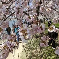 Fleeting beauty: Visitors walk under blooming cherry trees during the Cherry Blossom festival at the Tidal Basin in Washington, D.C., on Saturday. Tokyo faces somber 'hanami' this year