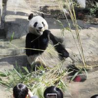 Bear minimum: Female panda Shin Shin is unveiled to the public in April at Ueno Zoo in Tokyo. | KYODO