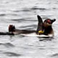 Humboldt bolts: A penguin that fled Tokyo Sea Life Park swims Sunday at the mouth of the Old Edogawa River. | TOKYO SEA LIFE PARK / KYODO