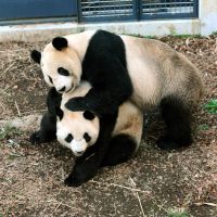 Playful: Male panda Ri Ri (top) and female Shin Shin share some time together at Ueno Zoo in Tokyo on Sunday. | UENO ZOO/KYODO