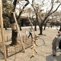 Measuring stick: Visitors gauge the buds on the benchmark \"someiyoshino\" cherry tree at Yasukuni Shrine on Wednesday. The tree is designated by the government as the official reference point for Tokyo\'s cherry blossom season. | YOSHIAKI MIURA