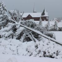 Lines down: A utility pole and tree lie together Tuesday during a heavy snowstorm in Noboribetsu, Hokkaido. | KYODO