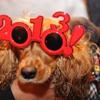 Hair of the dog:  The brewer of Dawg Grog wanted to create an alternative to beer that\'s fun to give and good for pooches. | AFP-JIJI