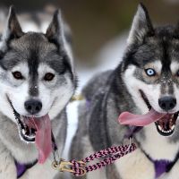 Foe to friend: Scientists say a genetic switch allowed dogs to adapt to a starch-rich diet and evolve from meat-munching wolves. | AP