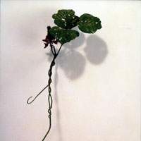 Yoshihiro Suda\'s 1996 \"Pueraria lobata\" | COURTESY OF NATIONAL MUSEUM OF ART, OSAKA