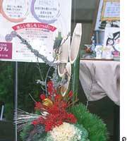 Traditional new-year pine-and-bamboo kadomatsu now often also include ha-totan decorative kale (above), and dwarf nanten sacred bamboo (below). Turning over new leaves