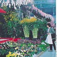 A visitor admires some of the thousands of flowers at the world\'s largest orchid show, the Japan Grand Prix Internatioinal Orchid Festival now running at Tokyo Dome. | KIICHIRO KAKIZAKI PHOTO
