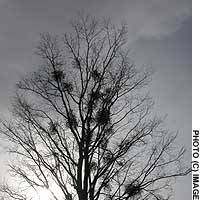 Clumps of mistletoe, a parasite revered by pagans, grow in a towering Hokkaido elm. | YOSHIAKI MIURA PHOTO