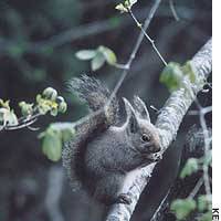 Red squirrels in the Kurohime woods. | PHOTO COURTESY OF YOKOHAMA ARCHIVES OF HISTORY