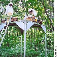 Beekeeper Kunio Shimada (left) oversees the siting of hives on the bear-proof platform in the Kurohime woods. | PHOTOS COURTESY OF MORI ART MUSEUM