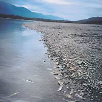 Dead, spawned-out salmon along the Frazer River. | PHOTOS COURTESY OF TOKYO STATION GALLERY