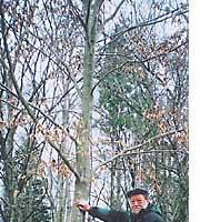 The author, nata not menacingly in hand, by a beech he planted 20 years ago in what is now the C.W. Nicol Afan Woodland Trust in Kurohime, Nagano Prefecture. It's time to stop looting Japan's tree treasures