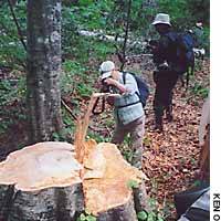 Some of the  untold hundreds of mature beech trees recently felled illegally by forestry  officials in Tajima, Fukushima Prefecture. | PHOTOS IMAGES OF JAPAN