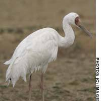 The solitary Siberian crane that brought a special sparkle to a late-winter birding trip to Kyushu last month, and which is now likely seeking out its breathen somewhere over the Asian steppers. | &#160; KEN KAWASHIMA PHOTO; PHOTO COURTESY OF MIYAKO NAKAYA LOTTO