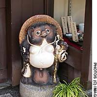 Japan\'s most commonly seen  tanuki | &#160;&#160; PHOTO COURTESY OF U.S. DEPARTMENT OF ENERGY