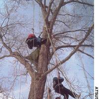 Their lives may have been unjustly hard, but these children walking through our woods and swinging gleefully from the trees are the first of many we hope to help to a better future. | &#160; PHOTOS COURTESY OF AKAEDA ROPPONGI CLINIC