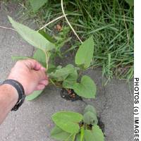 From the top: Giant Knotweed sprouting through asphalt in early spring; getting into its growing stride; creating an early-summer carpet; and becoming a srangulating, 3-meter-high blanket of green at its peak | MATTHIESEN GALLERY OF LONDON