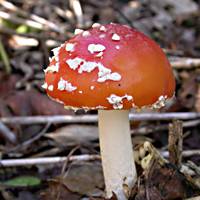 The beautiful Amanita  may be associated with fairy tales, but it is also a woodland beauty to beware. | YOSHIAKI MIURA PHOTOS