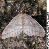 A male member of one of Japan\'s 28 species of fuyushaku (winter moth) | ERIC PRIDEAUX PHOTOS