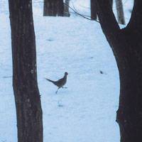 A juvenile pheasant (above left) wisely high-tails it at the double, considering what a feast it would make. | PHOTOS COURTESY OF THEATRE COCOON