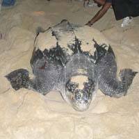 A leatherback lays her eggs amid a protective crowd | PHOTOS COURTESY OF THEATRE COCOON