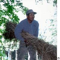 Mr. Matsuki hard at work last month rethatching the roof of our charcoal kiln. After poachers purloined the orchids in our woods, he berated me for being so proud of them that I couldn\'t help but show them off. The problem is that the thieves are local, and they wait until we are away. | PHOTO COURTESY OF THE NEW NATIONAL THEATRE, TOKYO