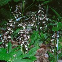 Ebine orchids (overlooked by poachers) in our woods | PHOTO COURTESY OF THE NEW NATIONAL THEATRE, TOKYO