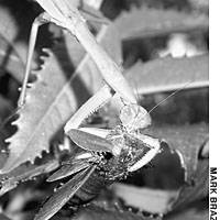 A praying mantis subdues a hawk moth on Socheong-do, a South Korean island off the coast of North Korea. Sightings such as this usually happen by pure chance. | PHOTOS COURTESY OF RAIN FOREST FOUNDATION OF JAPAN