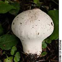 A fresh puffball fungus (above), at which stage it is edible, and a ripe one primed for rainfall to release its spores. | PHOTOS COURTESY OF TOKYO STATION GALLERY