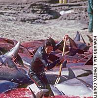 Dolphins being lanced in an undated photograph as they thrash around in the shallows on Iki Island, Nagasaki Prefecture. A similar fate awaits almost all those rounded up in ongoing \"drive fisheries.\" | PHOTO COURTESY OF SEA SHEPHERD CONSERVATION SOCIETY