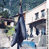 Dolphins caught in a \"drive fishery\" at Futo in Shizuoka Prefecture are loaded onto a truck in this undated photograph prior to being butchered for their meat. | COLIN LIDDELL PHOTOS AND THE INSTITUTO ITALIANO DI CULTURA (third photo)