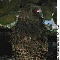 Blakiston\'s fish owls (top) seen from the Minshuku Washi no Yado guest house (bottom) on the northerly Shiretoko Peninsula of Hokkaido, where they have become regular visitors since food began to be put out for them at night. Sometimes measuring over 70 cm in length, and with a wingspan of up to 2 meters, these magnificent Bubo blakistoni blakistoni are an endangered species of which fewer than 100 are believed to survive in Japan. | AP