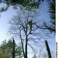 Despite our tree-climbing tracker\'s best efforts (above), in the Qinling Mountains of central China (below), the nearest we got to anything like a sighting of pandas playing like those in San Diego Zoo, Calif., last year was dung on the forest floor (bottom). | PHOTOS COURTESY OF THE SAM TAYLOR-WOOD/WHITE CUBE LONDON (above) AND TARO NASU GALLERY