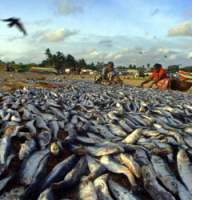 Women put out fish to dry on the beach at Negombo, Sri Lanka. Worldwide, almost 20 percent of the animal protein consumed is seafood. | YOSHIAKI MIURA PHOTO / ANDREE PUTMAN ARCHIVES / DEIDI VAN SCHAEWEN PHOTO