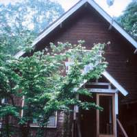 The yamaboshi (Japanese dogwood) that Eiji planted beside the door of my house in Kurohime. | C.W. NICOL PHOTOS