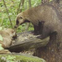 A fine pair of Japanese badgers visit a feeder (above) at the Petite Auberge Stained Glass guest house in Tateshina, Nagano Prefecture, where a Pallas\'s rosefinch and a Eurasian bullfinch are among the many different birds to brighten another feeding table on a winter\'s day. | SHINICHIRO HIDA PHOTOS