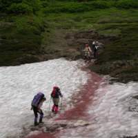 Hikers cross \"watermelon snow\" in Hokkaido, caused by the presence of an algae rich in carotenoid pigment. | PHOTOS (C) IMAGES OF JAPAN