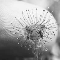 A tiny Drosera Niseko sundew in the Hokkaido highlands shows its sticky-tipped leaf glands and captured insects. | ROBERT YELLIN PHOTOS