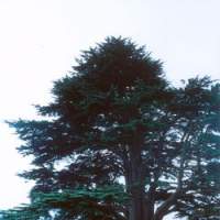 The magnificent Lebanon cedar that towers over the lawn at Baskerville Hall in Hay-on-Wye in the Welsh border county of Powys. Probably planted around the time the hall was built in 1839, the tree would surely have also impressed Sir Arthur Conan Doyle, a friend of the Baskerville family who often stayed as a guest at the hall. | TADASHI OKOCHI PHOTOS