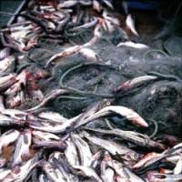 The Harbor at Rausu rl in Hokkaido ablaze with lights in years past as its fishing fleet docked loaded with walleye pollack (above). Catches of the fish once seemed boundless, but even fishermen now admit that overfishing has blighted the fishery. | PHOTOS (C) IMAGES OF JAPAN